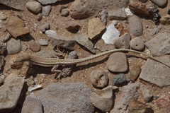 Mesalina adramitana