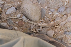 Mesalina adramitana