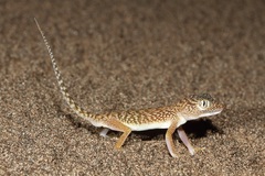 Stenodactylus doriae