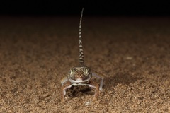 Stenodactylus doriae