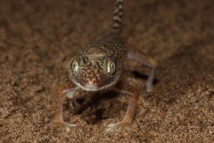 Stenodactylus doriae