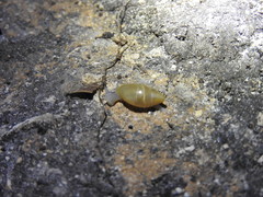 Spiraxidae
