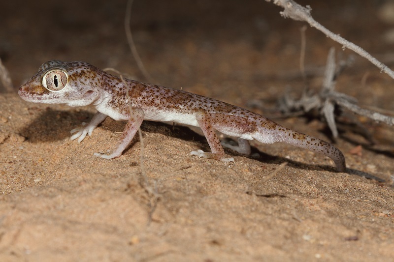 Eastern Sand Gecko