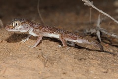 Stenodactylus leptocosymbotes