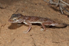 Stenodactylus leptocosymbotes
