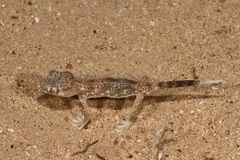 Stenodactylus leptocosymbotes