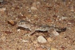 Stenodactylus leptocosymbotes