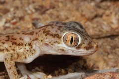 Stenodactylus leptocosymbotes
