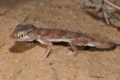 Stenodactylus leptocosymbotes