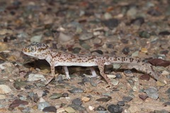 Stenodactylus leptocosymbotes