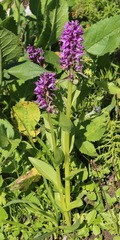 Dactylorhiza euxina