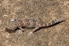 Stenodactylus leptocosymbotes