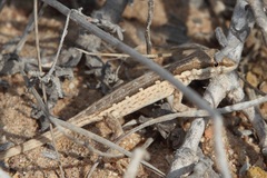 Pristurus minimus