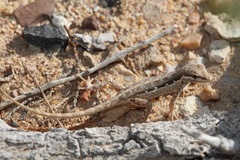 Pristurus minimus