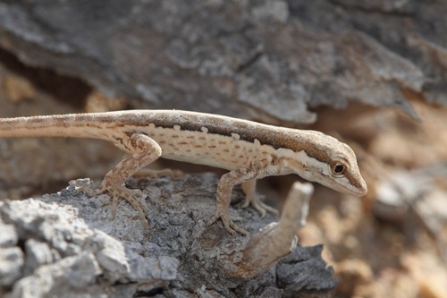 Small Semaphore Gecko