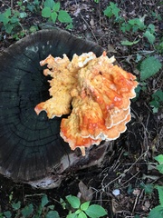 Laetiporus sulphureus