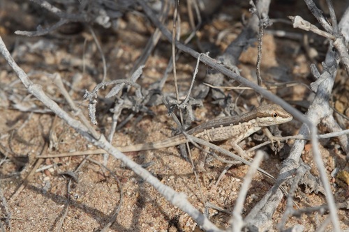 Arnold's Rock Gecko, Pristurus minimus