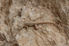 Pristurus