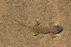 Stenodactylus doriae