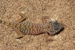 Stenodactylus doriae