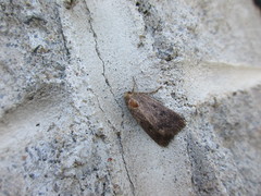 Amphipyra tragopoginis