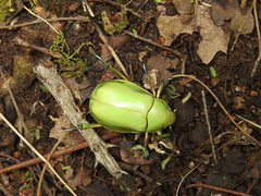 Chrysina modesta
