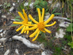Jacobaea abrotanifolia
