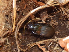 Abax parallelepipedus