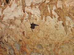 Peropteryx macrotis