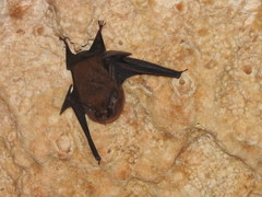 Peropteryx macrotis
