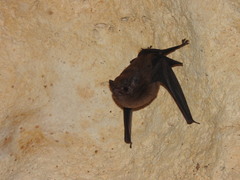 Peropteryx macrotis