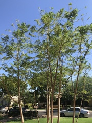 Jacaranda acutifolia