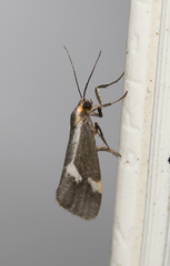 Cisthene liberomacula