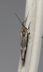 Cisthene liberomacula