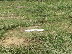 Motacilla flava