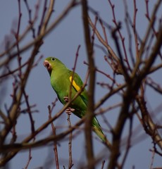 Brotogeris chiriri