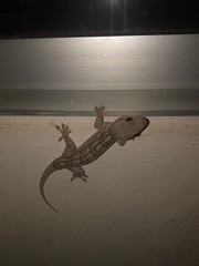 Blaesodactylus ambonihazo