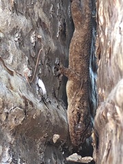 Blaesodactylus sakalava