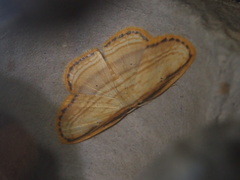 Drapetodes mitaria