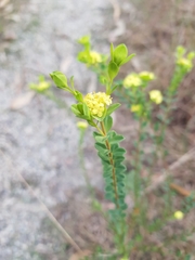 Pimelea flava flava