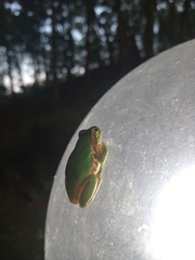 Hyla japonica