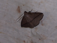 Ugia purpurea