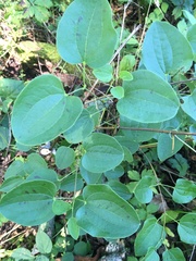 Smilax ecirrhata