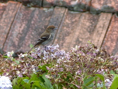 Knipolegus cyanirostris