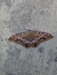 Ascalapha odorata