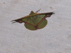 Fascellina plagiata