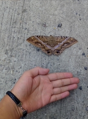 Ascalapha odorata
