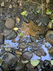 Gallionellaceae