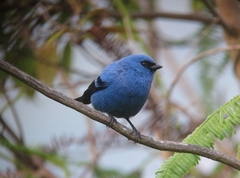 Blue-And-Black Tanager photo 4