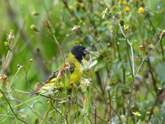 Spinus magellanicus